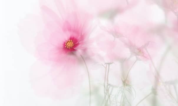 Spagyrik - eine zart rosa Pflanze lässt ihren heilenden Zauber erahnen.