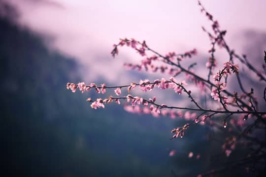 Ein Zweig mit rosa Blüten lässt das Aroma erahnen.