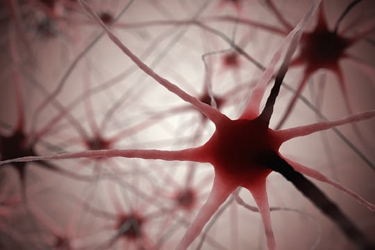 Neuroendokrinologie - Nervenzellen und Nervenbahnen