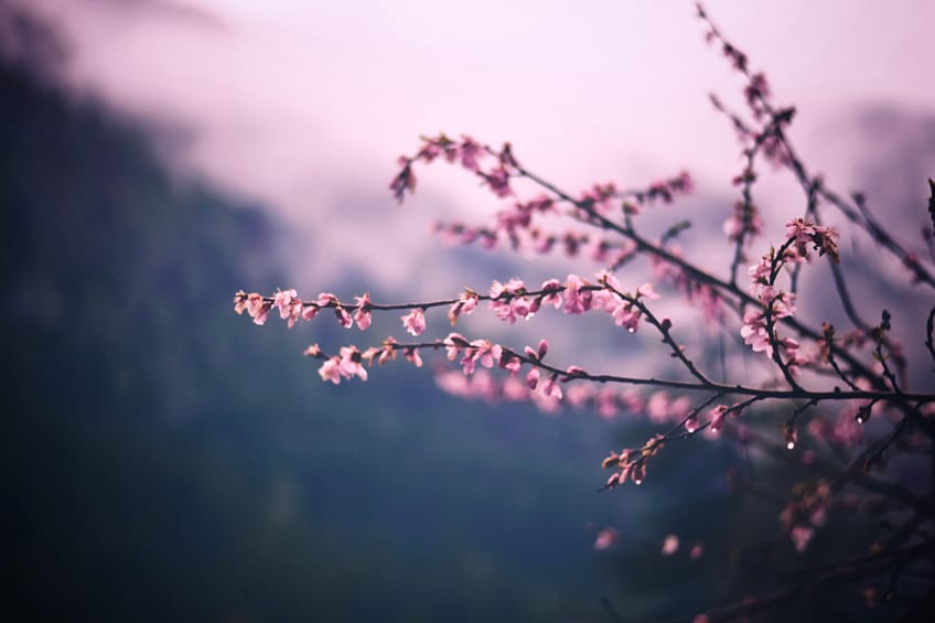 Aromatherapie - ein Zweig mit rosa Blüten lässt das Aroma erahnen.