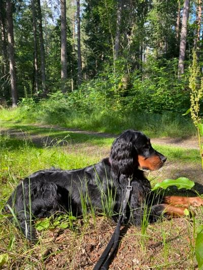 Hund auf Über mich Seite von Marion Reichel