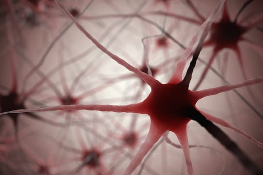 Neuroendokrinologie - Nervenzellen und Nervenbahnen